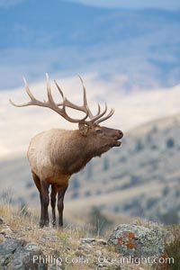 Male elk bugling during the fall rut. Large male elk are known as bulls. Male elk have large antlers which are shed each year. Male elk engage in competitive mating behaviors during the rut, including posturing, antler wrestling and bugling, a loud series of screams which is intended to establish dominance over other males and attract females, Cervus canadensis, Mammoth Hot Springs, Yellowstone National Park, Wyoming