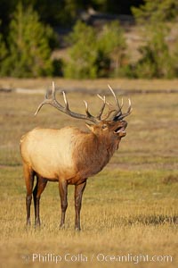 Male elk bugling during the fall rut. Large male elk are known as bulls. Male elk have large antlers which are shed each year. Male elk engage in competitive mating behaviors during the rut, including posturing, antler wrestling and bugling, a loud series of screams which is intended to establish dominance over other males and attract females, Cervus canadensis, Yellowstone National Park, Wyoming