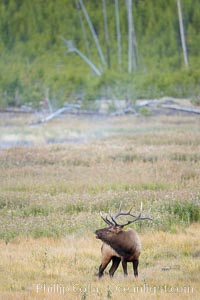 Male elk bugling during the fall rut. Large male elk are known as bulls. Male elk have large antlers which are shed each year. Male elk engage in competitive mating behaviors during the rut, including posturing, antler wrestling and bugling, a loud series of screams which is intended to establish dominance over other males and attract females, Cervus canadensis, Yellowstone National Park, Wyoming