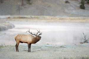 Male elk bugling during the fall rut. Large male elk are known as bulls. Male elk have large antlers which are shed each year. Male elk engage in competitive mating behaviors during the rut, including posturing, antler wrestling and bugling, a loud series of screams which is intended to establish dominance over other males and attract females.