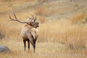 Male elk bugling during the fall rut. Large male elk are known as bulls. Male elk have large antlers which are shed each year. Male elk engage in competitive mating behaviors during the rut, including posturing, antler wrestling and bugling, a loud series of screams which is intended to establish dominance over other males and attract females, Cervus canadensis, Yellowstone National Park, Wyoming