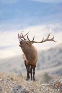 Male elk bugling during the fall rut. Large male elk are known as bulls. Male elk have large antlers which are shed each year. Male elk engage in competitive mating behaviors during the rut, including posturing, antler wrestling and bugling, a loud series of screams which is intended to establish dominance over other males and attract females, Cervus canadensis, Mammoth Hot Springs, Yellowstone National Park, Wyoming