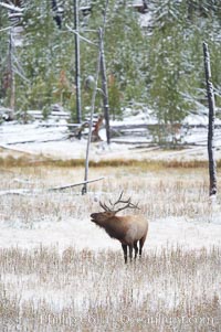 Male elk bugling during the fall rut. Large male elk are known as bulls. Male elk have large antlers which are shed each year. Male elk engage in competitive mating behaviors during the rut, including posturing, antler wrestling and bugling, a loud series of screams which is intended to establish dominance over other males and attract females, Cervus canadensis, Yellowstone National Park, Wyoming