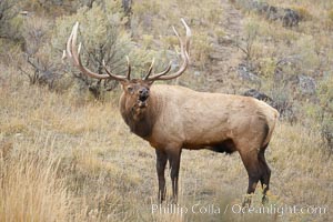 Male elk bugling during the fall rut. Large male elk are known as bulls. Male elk have large antlers which are shed each year. Male elk engage in competitive mating behaviors during the rut, including posturing, antler wrestling and bugling, a loud series of screams which is intended to establish dominance over other males and attract females, Cervus canadensis, Mammoth Hot Springs, Yellowstone National Park, Wyoming