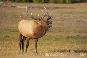 Male elk bugling during the fall rut. Large male elk are known as bulls. Male elk have large antlers which are shed each year. Male elk engage in competitive mating behaviors during the rut, including posturing, antler wrestling and bugling, a loud series of screams which is intended to establish dominance over other males and attract females, Cervus canadensis, Yellowstone National Park, Wyoming