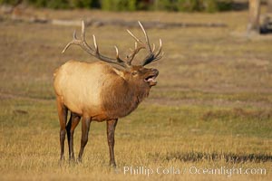 Male elk bugling during the fall rut. Large male elk are known as bulls. Male elk have large antlers which are shed each year. Male elk engage in competitive mating behaviors during the rut, including posturing, antler wrestling and bugling, a loud series of screams which is intended to establish dominance over other males and attract females, Cervus canadensis, Yellowstone National Park, Wyoming