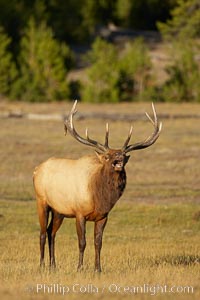 Male elk bugling during the fall rut. Large male elk are known as bulls. Male elk have large antlers which are shed each year. Male elk engage in competitive mating behaviors during the rut, including posturing, antler wrestling and bugling, a loud series of screams which is intended to establish dominance over other males and attract females, Cervus canadensis, Yellowstone National Park, Wyoming