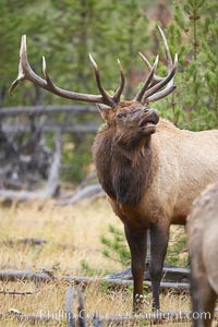 Male elk bugling during the fall rut. Large male elk are known as bulls. Male elk have large antlers which are shed each year. Male elk engage in competitive mating behaviors during the rut, including posturing, antler wrestling and bugling, a loud series of screams which is intended to establish dominance over other males and attract females, Cervus canadensis, Yellowstone National Park, Wyoming