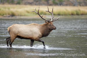 Male elk bugling during the fall rut. Large male elk are known as bulls. Male elk have large antlers which are shed each year. Male elk engage in competitive mating behaviors during the rut, including posturing, antler wrestling and bugling, a loud series of screams which is intended to establish dominance over other males and attract females, Cervus canadensis, Madison River, Yellowstone National Park, Wyoming