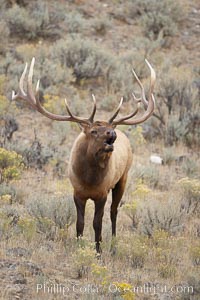 Male elk bugling during the fall rut. Large male elk are known as bulls. Male elk have large antlers which are shed each year. Male elk engage in competitive mating behaviors during the rut, including posturing, antler wrestling and bugling, a loud series of screams which is intended to establish dominance over other males and attract females, Cervus canadensis, Mammoth Hot Springs, Yellowstone National Park, Wyoming