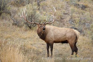 Male elk bugling during the fall rut. Large male elk are known as bulls. Male elk have large antlers which are shed each year. Male elk engage in competitive mating behaviors during the rut, including posturing, antler wrestling and bugling, a loud series of screams which is intended to establish dominance over other males and attract females, Cervus canadensis, Mammoth Hot Springs, Yellowstone National Park, Wyoming