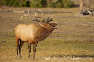 Male elk bugling during the fall rut. Large male elk are known as bulls. Male elk have large antlers which are shed each year. Male elk engage in competitive mating behaviors during the rut, including posturing, antler wrestling and bugling, a loud series of screams which is intended to establish dominance over other males and attract females, Cervus canadensis, Yellowstone National Park, Wyoming