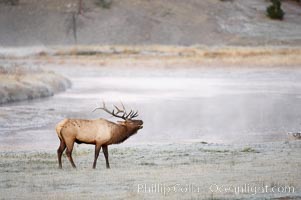 Male elk bugling during the fall rut. Large male elk are known as bulls. Male elk have large antlers which are shed each year. Male elk engage in competitive mating behaviors during the rut, including posturing, antler wrestling and bugling, a loud series of screams which is intended to establish dominance over other males and attract females, Cervus canadensis, Madison River, Yellowstone National Park, Wyoming