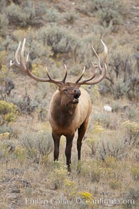 Male elk bugling during the fall rut. Large male elk are known as bulls. Male elk have large antlers which are shed each year. Male elk engage in competitive mating behaviors during the rut, including posturing, antler wrestling and bugling, a loud series of screams which is intended to establish dominance over other males and attract females, Cervus canadensis, Mammoth Hot Springs, Yellowstone National Park, Wyoming