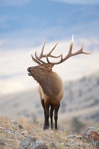 Male elk bugling during the fall rut. Large male elk are known as bulls. Male elk have large antlers which are shed each year. Male elk engage in competitive mating behaviors during the rut, including posturing, antler wrestling and bugling, a loud series of screams which is intended to establish dominance over other males and attract females, Cervus canadensis, Mammoth Hot Springs, Yellowstone National Park, Wyoming