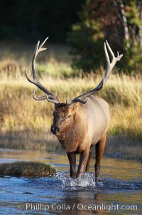 Male elk during the fall rut. Large male elk are known as bulls. Male elk have large antlers which are shed each year. Males engage in competitive mating behaviors during the rut, including posturing, antler wrestling and bugling, a loud series of screams which is intended to establish dominance over other males and attract females, Cervus canadensis, Yellowstone National Park, Wyoming