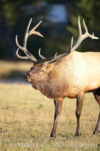 Male elk during the fall rut. Large male elk are known as bulls. Male elk have large antlers which are shed each year. Males engage in competitive mating behaviors during the rut, including posturing, antler wrestling and bugling, a loud series of screams which is intended to establish dominance over other males and attract females, Cervus canadensis, Yellowstone National Park, Wyoming