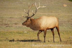 Male elk during the fall rut. Large male elk are known as bulls. Male elk have large antlers which are shed each year. Males engage in competitive mating behaviors during the rut, including posturing, antler wrestling and bugling, a loud series of screams which is intended to establish dominance over other males and attract females, Cervus canadensis, Yellowstone National Park, Wyoming