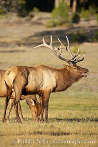 Male elk during the fall rut. Large male elk are known as bulls. Male elk have large antlers which are shed each year. Males engage in competitive mating behaviors during the rut, including posturing, antler wrestling and bugling, a loud series of screams which is intended to establish dominance over other males and attract females, Cervus canadensis, Yellowstone National Park, Wyoming