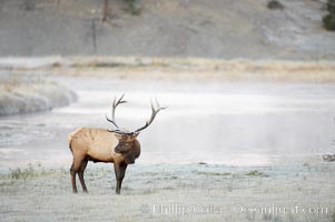 Male elk bugling during the fall rut. Large male elk are known as bulls. Male elk have large antlers which are shed each year. Males engage in competitive mating behaviors during the rut, including posturing, antler wrestling and bugling, a loud series of screams which is intended to establish dominance over other males and attract females, Cervus canadensis, Madison River, Yellowstone National Park, Wyoming