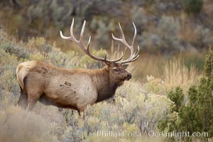 Male elk during the fall rut. Large male elk are known as bulls. Male elk have large antlers which are shed each year. Males engage in competitive mating behaviors during the rut, including posturing, antler wrestling and bugling, a loud series of screams which is intended to establish dominance over other males and attract females, Cervus canadensis, Mammoth Hot Springs, Yellowstone National Park, Wyoming