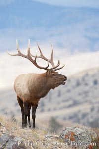 Male elk during the fall rut. Large male elk are known as bulls. Male elk have large antlers which are shed each year. Males engage in competitive mating behaviors during the rut, including posturing, antler wrestling and bugling, a loud series of screams which is intended to establish dominance over other males and attract females, Cervus canadensis, Mammoth Hot Springs, Yellowstone National Park, Wyoming