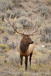 Male elk during the fall rut. Large male elk are known as bulls. Male elk have large antlers which are shed each year. Males engage in competitive mating behaviors during the rut, including posturing, antler wrestling and bugling, a loud series of screams which is intended to establish dominance over other males and attract females, Cervus canadensis, Mammoth Hot Springs, Yellowstone National Park, Wyoming