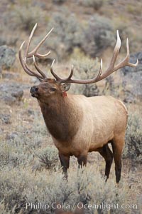 Male elk during the fall rut. Large male elk are known as bulls. Male elk have large antlers which are shed each year. Males engage in competitive mating behaviors during the rut, including posturing, antler wrestling and bugling, a loud series of screams which is intended to establish dominance over other males and attract females, Cervus canadensis, Mammoth Hot Springs, Yellowstone National Park, Wyoming