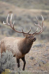 Male elk during the fall rut. Large male elk are known as bulls. Male elk have large antlers which are shed each year. Males engage in competitive mating behaviors during the rut, including posturing, antler wrestling and bugling, a loud series of screams which is intended to establish dominance over other males and attract females, Cervus canadensis, Mammoth Hot Springs, Yellowstone National Park, Wyoming