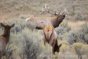 Male elk during the fall rut. Large male elk are known as bulls. Male elk have large antlers which are shed each year. Males engage in competitive mating behaviors during the rut, including posturing, antler wrestling and bugling, a loud series of screams which is intended to establish dominance over other males and attract females, Cervus canadensis, Mammoth Hot Springs, Yellowstone National Park, Wyoming