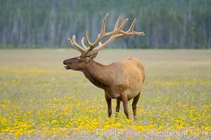 Bull elk, antlers bearing velvet, Gibbon Meadow. Elk are the most abundant large mammal found in Yellowstone National Park. More than 30,000 elk from 8 different herds summer in Yellowstone and approximately 15,000 to 22,000 winter in the park. Bulls grow antlers annually from the time they are nearly one year old. When mature, a bulls rack may have 6 to 8 points or tines on each side and weigh more than 30 pounds. The antlers are shed in March or April and begin regrowing in May, when the bony growth is nourished by blood vessels and covered by furry-looking velvet, Cervus canadensis, Gibbon Meadows