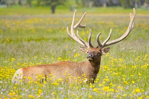 Elk rest in tall grass surrounded by wildflowers, Gibbon Meadow, Cervus canadensis, Gibbon Meadows, Yellowstone National Park, Wyoming