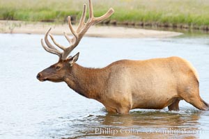 Elk in the Gibbon River, Cervus canadensis, Gibbon Meadows, Yellowstone National Park, Wyoming