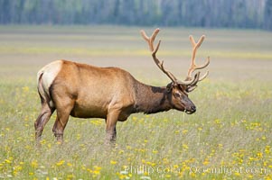 Elk grazing among wildflowers in Gibbon Meadow, Cervus canadensis, Gibbon Meadows, Yellowstone National Park, Wyoming