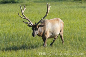 Bull elk, antlers bearing velvet, Gibbon Meadow. Elk are the most abundant large mammal found in Yellowstone National Park. More than 30,000 elk from 8 different herds summer in Yellowstone and approximately 15,000 to 22,000 winter in the park. Bulls grow antlers annually from the time they are nearly one year old. When mature, a bulls rack may have 6 to 8 points or tines on each side and weigh more than 30 pounds. The antlers are shed in March or April and begin regrowing in May, when the bony growth is nourished by blood vessels and covered by furry-looking velvet, Cervus canadensis, Gibbon Meadows