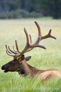 Bull elk, antlers bearing velvet, Gibbon Meadow. Elk are the most abundant large mammal found in Yellowstone National Park. More than 30,000 elk from 8 different herds summer in Yellowstone and approximately 15,000 to 22,000 winter in the park. Bulls grow antlers annually from the time they are nearly one year old. When mature, a bulls rack may have 6 to 8 points or tines on each side and weigh more than 30 pounds. The antlers are shed in March or April and begin regrowing in May, when the bony growth is nourished by blood vessels and covered by furry-looking velvet, Cervus canadensis, Gibbon Meadows