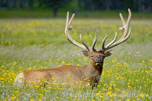 Elk rest in tall grass surrounded by wildflowers, Gibbon Meadow, Cervus canadensis, Gibbon Meadows, Yellowstone National Park, Wyoming