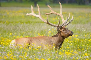 Elk rest in tall grass surrounded by wildflowers, Gibbon Meadow, Cervus canadensis, Gibbon Meadows, Yellowstone National Park, Wyoming