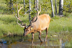 Bull elk, antlers bearing velvet, Gibbon Meadow. Elk are the most abundant large mammal found in Yellowstone National Park. More than 30,000 elk from 8 different herds summer in Yellowstone and approximately 15,000 to 22,000 winter in the park. Bulls grow antlers annually from the time they are nearly one year old. When mature, a bulls rack may have 6 to 8 points or tines on each side and weigh more than 30 pounds. The antlers are shed in March or April and begin regrowing in May, when the bony growth is nourished by blood vessels and covered by furry-looking velvet, Cervus canadensis, Gibbon Meadows