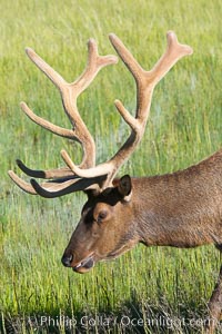 Bull elk, antlers bearing velvet, Gibbon Meadow. Elk are the most abundant large mammal found in Yellowstone National Park. More than 30,000 elk from 8 different herds summer in Yellowstone and approximately 15,000 to 22,000 winter in the park. Bulls grow antlers annually from the time they are nearly one year old. When mature, a bulls rack may have 6 to 8 points or tines on each side and weigh more than 30 pounds. The antlers are shed in March or April and begin regrowing in May, when the bony growth is nourished by blood vessels and covered by furry-looking velvet, Cervus canadensis, Gibbon Meadows