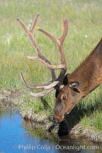 Elk in the Gibbon River, Cervus canadensis, Gibbon Meadows, Yellowstone National Park, Wyoming