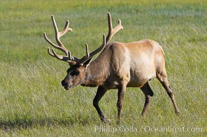 Bull elk, antlers bearing velvet, Gibbon Meadow. Elk are the most abundant large mammal found in Yellowstone National Park. More than 30,000 elk from 8 different herds summer in Yellowstone and approximately 15,000 to 22,000 winter in the park. Bulls grow antlers annually from the time they are nearly one year old. When mature, a bulls rack may have 6 to 8 points or tines on each side and weigh more than 30 pounds. The antlers are shed in March or April and begin regrowing in May, when the bony growth is nourished by blood vessels and covered by furry-looking velvet, Cervus canadensis, Gibbon Meadows