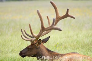 Bull elk, antlers bearing velvet, Gibbon Meadow. Elk are the most abundant large mammal found in Yellowstone National Park. More than 30,000 elk from 8 different herds summer in Yellowstone and approximately 15,000 to 22,000 winter in the park. Bulls grow antlers annually from the time they are nearly one year old. When mature, a bulls rack may have 6 to 8 points or tines on each side and weigh more than 30 pounds. The antlers are shed in March or April and begin regrowing in May, when the bony growth is nourished by blood vessels and covered by furry-looking velvet, Cervus canadensis, Gibbon Meadows