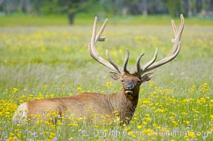 Elk rest in tall grass surrounded by wildflowers, Gibbon Meadow, Cervus canadensis, Gibbon Meadows, Yellowstone National Park, Wyoming