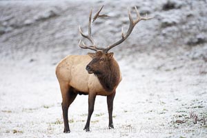 Large male elk (bull) in snow covered meadow near Madison River.  Only male elk have antlers, which start growing in the spring and are shed each winter. The largest antlers may be 4 feet long and weigh up to 40 pounds. Antlers are made of bone which can grow up to one inch per day. While growing, the antlers are covered with and protected by a soft layer of highly vascularised skin known as velvet. The velvet is shed in the summer when the antlers have fully developed. Bull elk may have six or more tines on each antler, however the number of tines has little to do with the age or maturity of a particular animal, Cervus canadensis, Yellowstone National Park, Wyoming