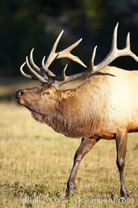 Elk, bull elk, adult male elk with large set of antlers.  By September, this bull elk's antlers have reached their full size and the velvet has fallen off. This bull elk has sparred with other bulls for access to herds of females in estrous and ready to mate, Cervus canadensis, Yellowstone National Park, Wyoming