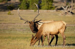 Male elk (bull) alongside female elk in grassy meadow, during rutting season.  A bull will defend his harem of 20 cows or more from competing bulls and predators. Only mature bulls have large harems and breeding success peaks at about eight years of age. Bulls between two to four years and over 11 years of age rarely have harems, and spend most of the rut on the periphery of larger harems. Young and old bulls that do acquire a harem hold it later in the breeding season than do bulls in their prime. A bull with a harem rarely feeds and he may lose up to 20 percent of his body weight while he is guarding the harem, Cervus canadensis, Yellowstone National Park, Wyoming