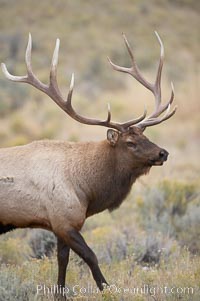 Bull elk in sage brush with large rack of antlers during the fall rut (mating season).  This bull elk has sparred with other bulls to establish his harem of females with which he hopes to mate, Cervus canadensis, Mammoth Hot Springs, Yellowstone National Park, Wyoming