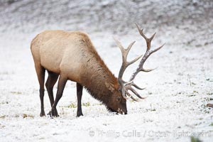 Large male elk (bull) in snow covered meadow near Madison River.  Only male elk have antlers, which start growing in the spring and are shed each winter. The largest antlers may be 4 feet long and weigh up to 40 pounds. Antlers are made of bone which can grow up to one inch per day. While growing, the antlers are covered with and protected by a soft layer of highly vascularised skin known as velvet. The velvet is shed in the summer when the antlers have fully developed. Bull elk may have six or more tines on each antler, however the number of tines has little to do with the age or maturity of a particular animal. Yellowstone National Park, Wyoming, USA, Cervus canadensis, natural history stock photograph, photo id 19734
