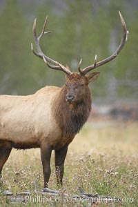 Elk, bull elk, adult male elk with large set of antlers.  By September, this bull elk's antlers have reached their full size and the velvet has fallen off. This bull elk has sparred with other bulls for access to herds of females in estrous and ready to mate, Cervus canadensis, Yellowstone National Park, Wyoming